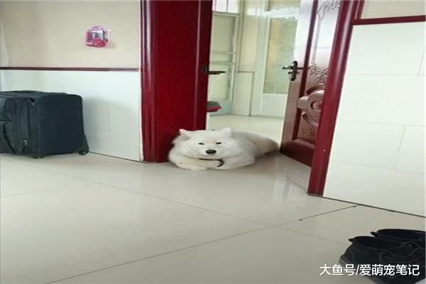 帶薩摩耶回農村過年，每天都是揣著大爪子睡覺，網友：入鄉隨俗啊