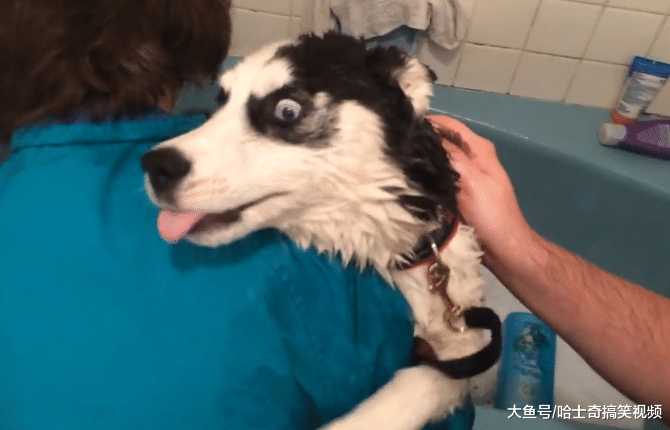 夫妻二人给狗狗洗澡, 就像捉泥鳅一样, 汪: 要出“狗命”了