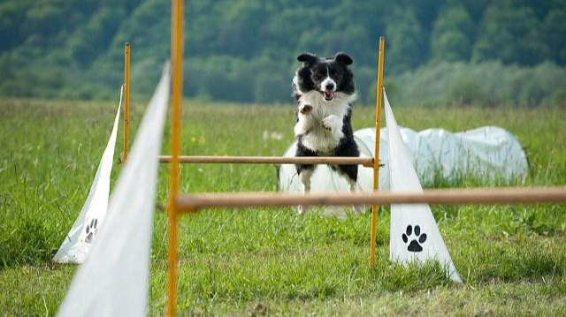 你知道狗狗会发起攻击的原因吗？纠正狗狗攻击行为，这几点很重要