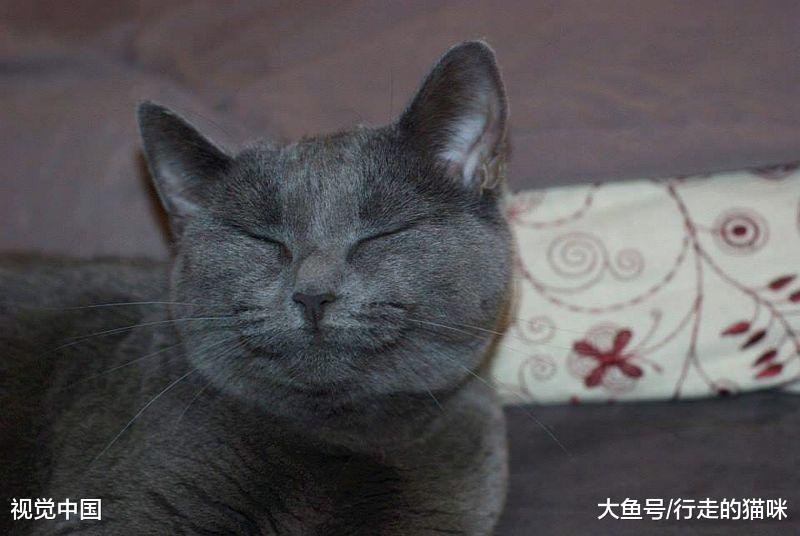 先问问你家猫愿不愿意让你做铲屎官