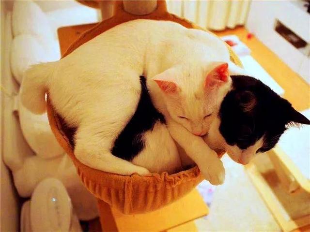 幼猫初到新家时弱小无助，可半年后成功逆袭，凭借体重压制大猫！