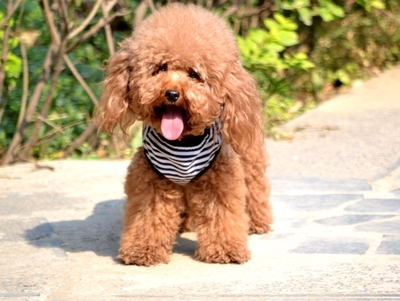 泰迪犬日常护理，新手泰迪饲养攻略！