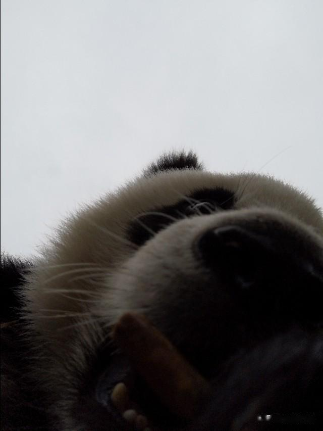 自拍镜头下的国宝大熊猫