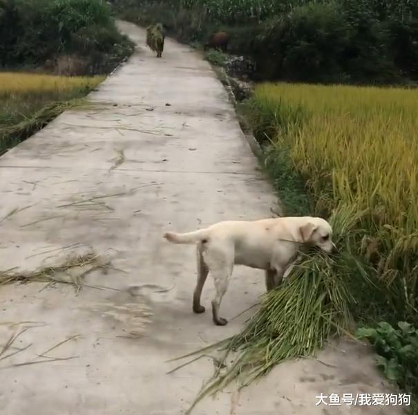 狗子看到主人辛苦也来帮忙, 乡下的狗子早当家, 连狗都能干活了