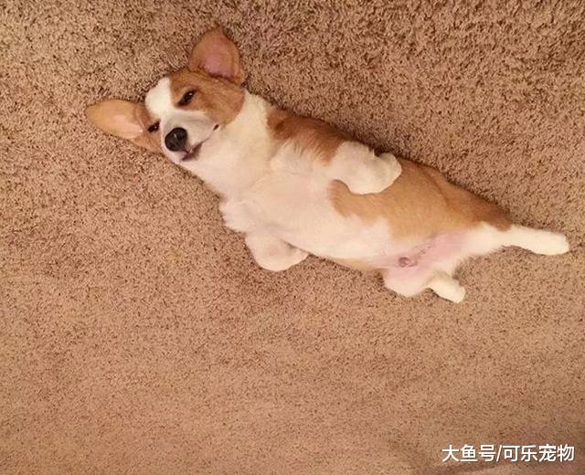 网上最新潮的拍狗方式，狗狗全都变成了气球，飘到了“天花板”上