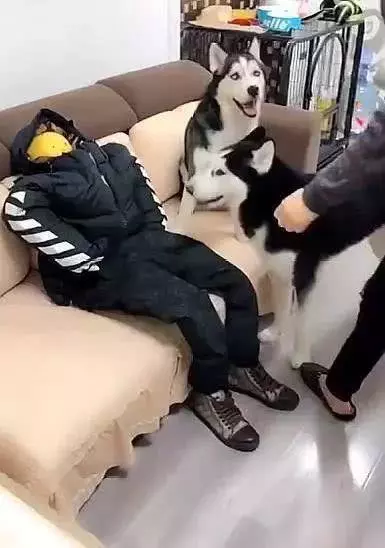 为防止宠物狗拆家，主人出门前给二哈留下个假人，两个钟回来笑了