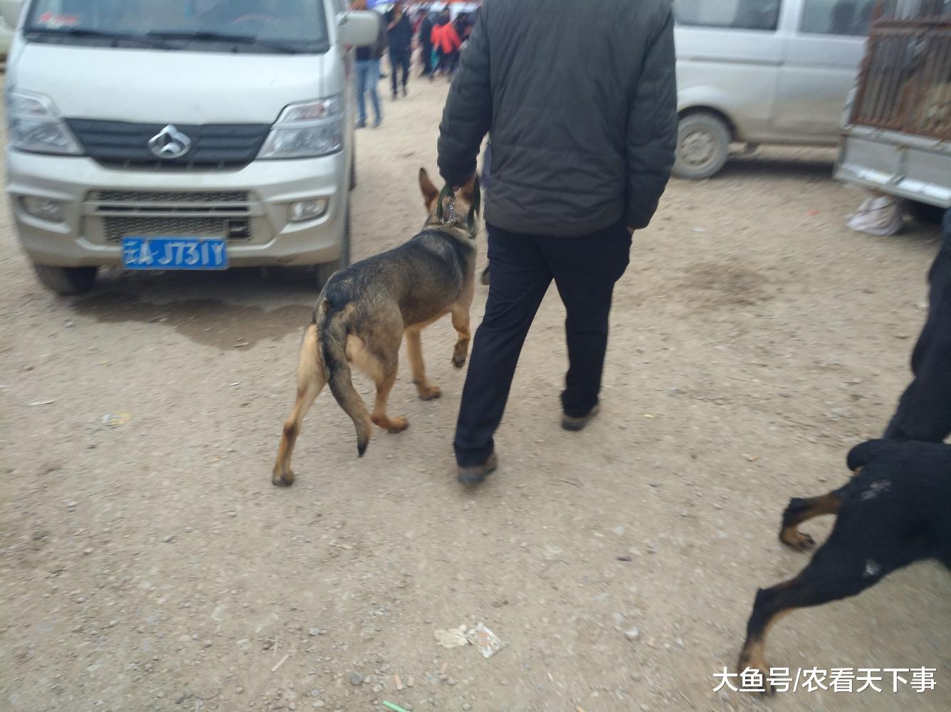 男子将昆明犬当肉狗卖商贩称300元收, 饲主愤然表示不卖了!