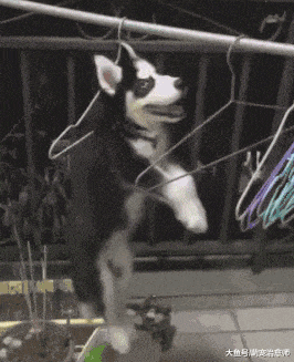 哈士奇犯错后, 主人直接把它挂在了衣架上, 二哈: 家不想要了吗?