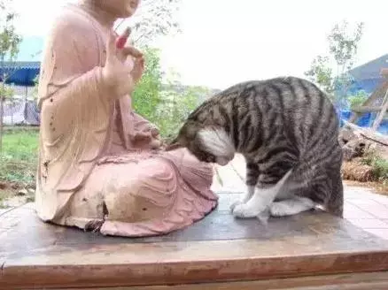 画面有点污，泰国一只奶牛猫，逮住寺院住持，狂吸他的奶！