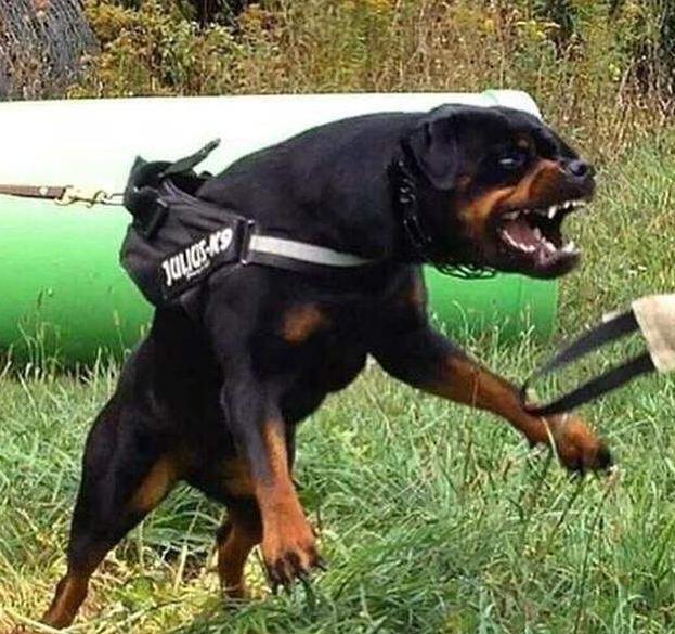 提醒大家：這5類狗，已被禁養，再養就要被請去警察局喝茶！