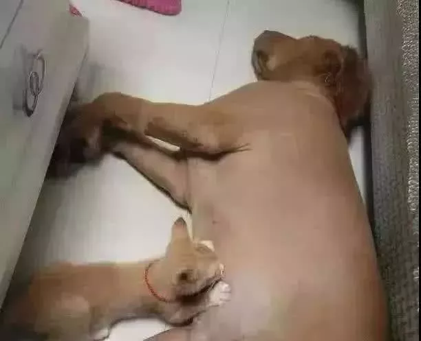 猫咪认错妈妈，趁金毛睡觉偷喝奶水，金毛醒后：你是谁家的娃！