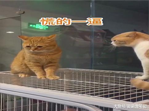 两只橘猫吵架, 其中一只没坚持三秒就怂了, 无处安放的眼神好委屈