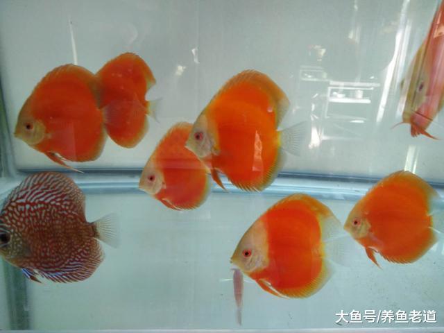 观赏鱼的老三样疗法, 就是换水升温加盐这么简单?