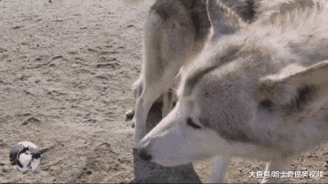 二哈怀了狼犬的宝宝，结果长得有点“怪”，现在它不带娃了