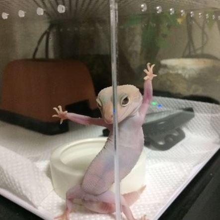 守宫也可以超级可爱：把玩具从头摸到脚，更会“壁咚”