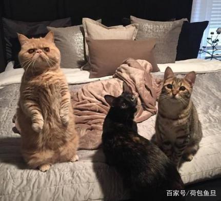 貓越養越胖怎么辦？！別猶豫，用這幾招帶貓咪減肥！