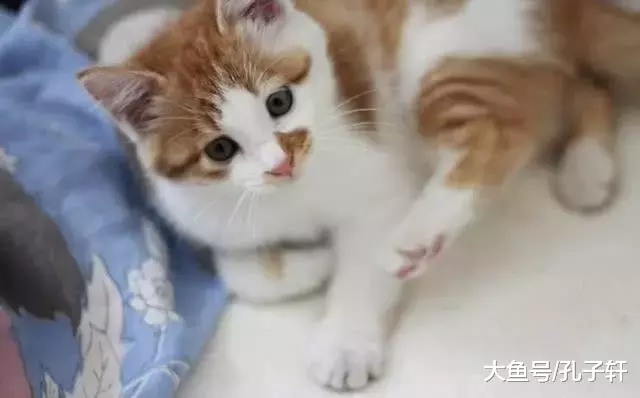 小博美怕吵醒在它身上睡觉的小猫, 保持一个姿势不动, 真是太暖了