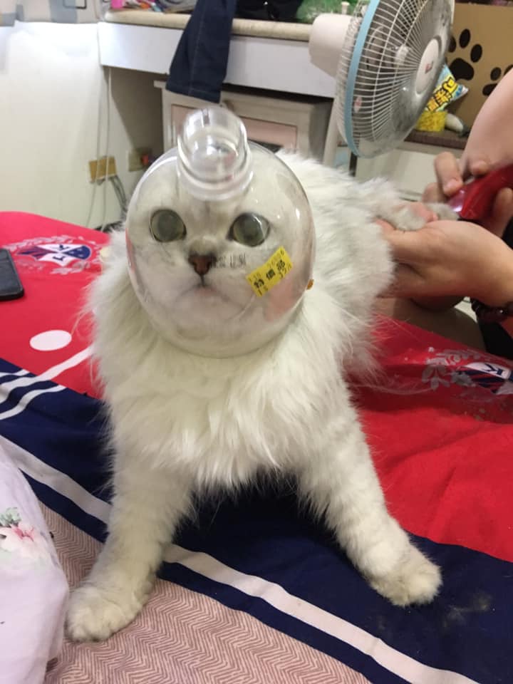 喵皇剪指甲就疯，于是妈妈想到了一个好办法