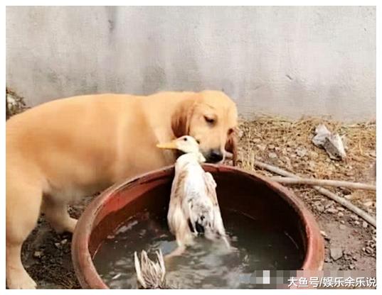 鸭子在水缸里游泳，金毛以为它溺水了，急忙拽了出来，鸭子顿懵了