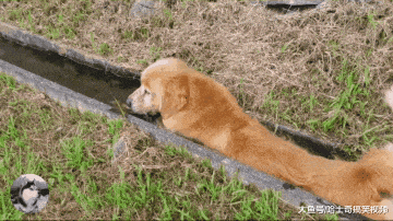 金毛在山區跑丟，找到它時主人笑了，寵主：水溝都被它堵住
