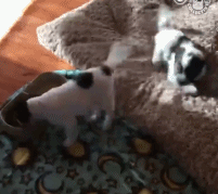 流浪狗一天的遭遇，看完莫名心酸