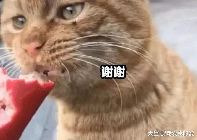 路遇一只吃垃圾的橘猫，女子给猫喂食，猫咪感动的“哭”了