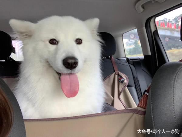 萨摩耶软糖天生有洁癖非常热爱洗澡，却被妈妈吐槽：还好有经验