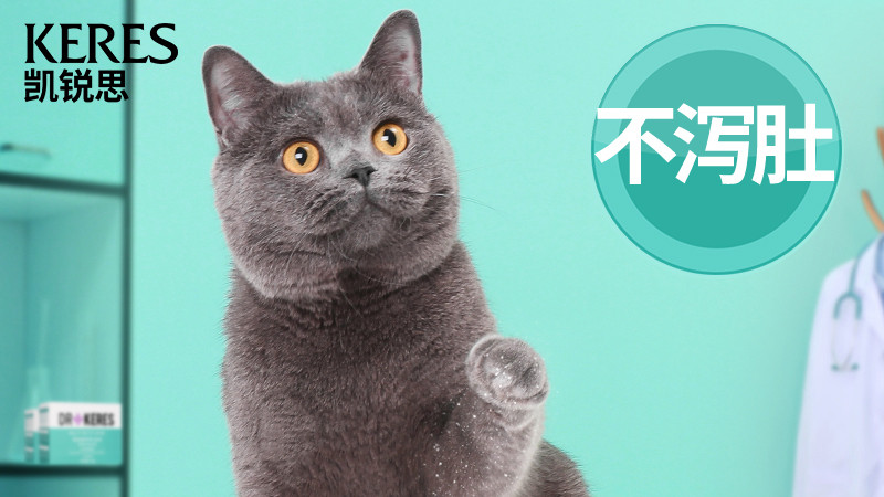 益生菌，有助于改善猫咪肠道问题，增加猫咪的食欲