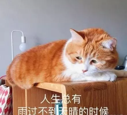橘猫居然是一只披着猫皮的猪，它们的体型让人惊呆了！