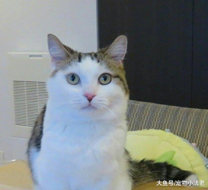 盤點2018年貓咪最奇葩的坐姿，主子霸氣十足：朕的手不能落地的！