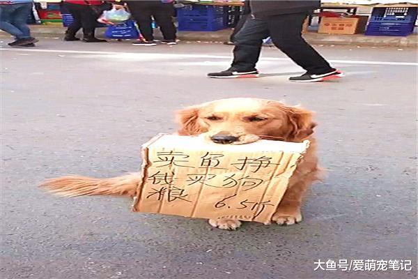 金毛每天叼着纸牌，帮主人招揽生意挣狗粮，这算不算自食其力呢？