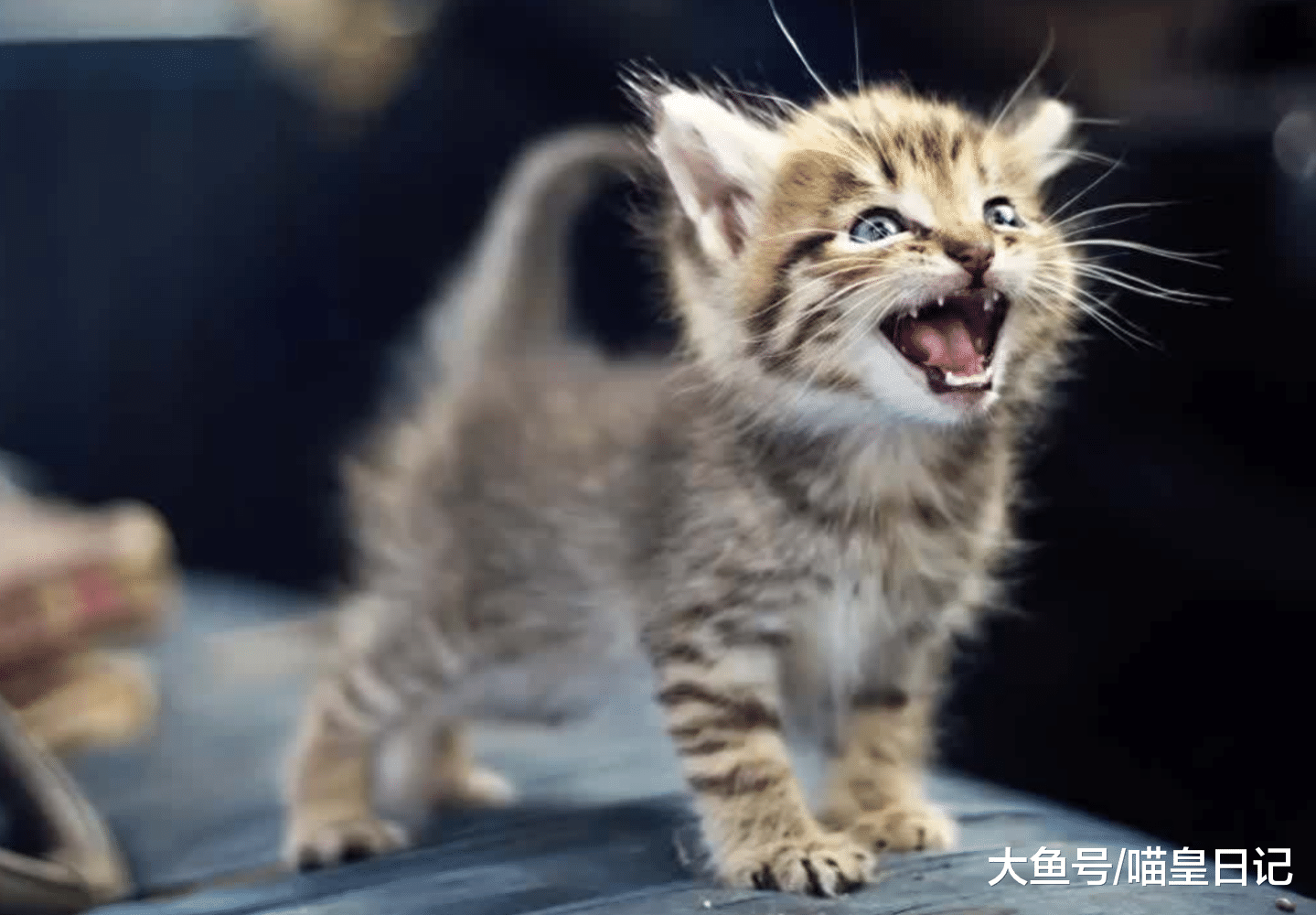 收养一只流浪猫是怎样的体验? 铲屎官: 乖巧懂事会撒娇, 像只假猫