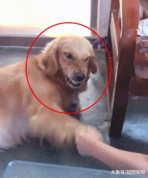 金毛冲小主人瞪眼，小主人气的上去就是一巴掌，接着金毛让她寒心