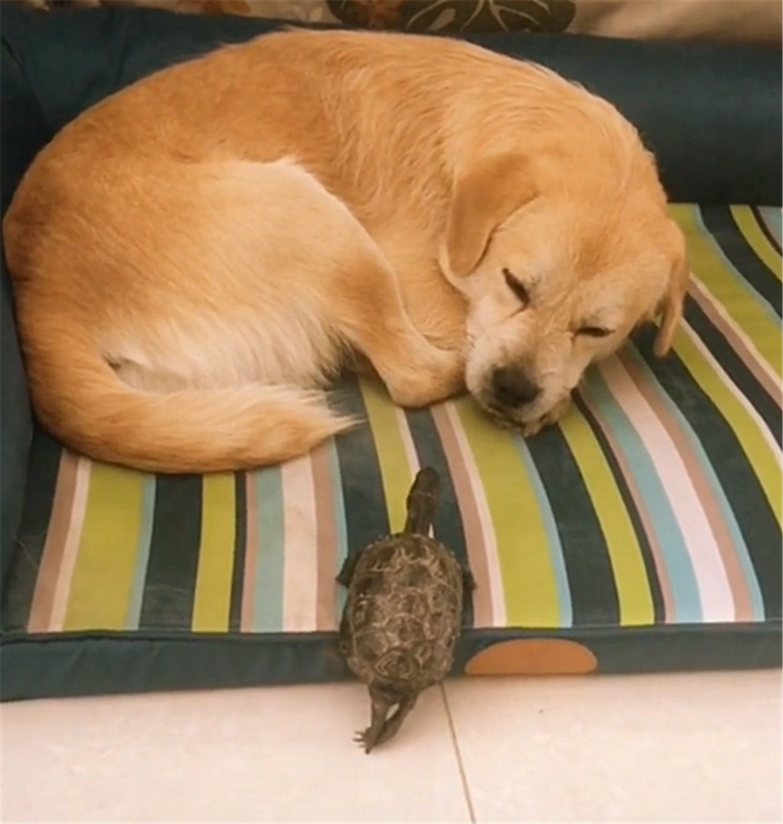 田园犬咬坏海绵垫，主动卧在破洞上，狗：不能让主人发现……