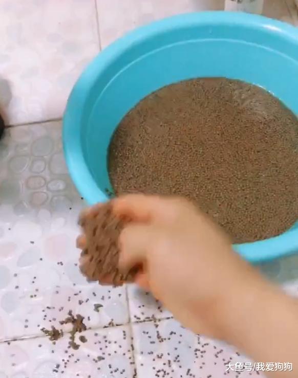 回到家发现儿子把龟食全放在盆里了，乌龟：这是我的最后一餐了么