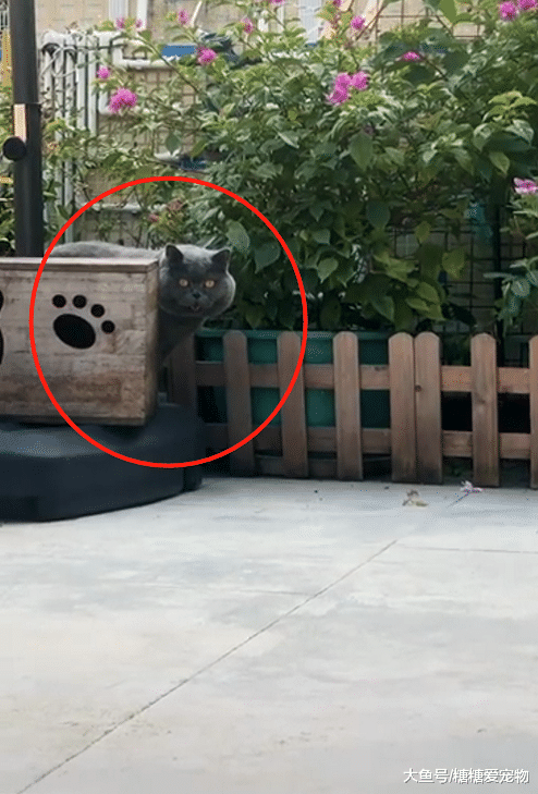 蓝猫胖后＂爆红＂，走起路来超霸气，网友：像是蠕动的＂猫猫虫＂