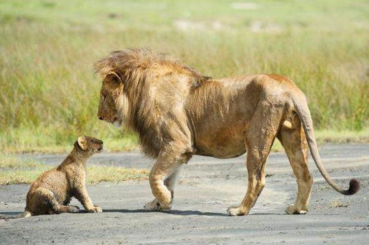 雄狮被迫带崽, 脸上写满不高兴, 盼着雄狮来的样子笑翻了