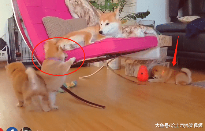 柴犬为了躲避喂奶，结果想了个“馊主意”，狗：我想静静