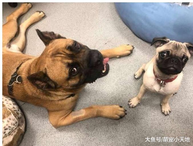 因大狗狗不够霸气遭主人遗弃，遇上可爱小跟班皱眉心松开了