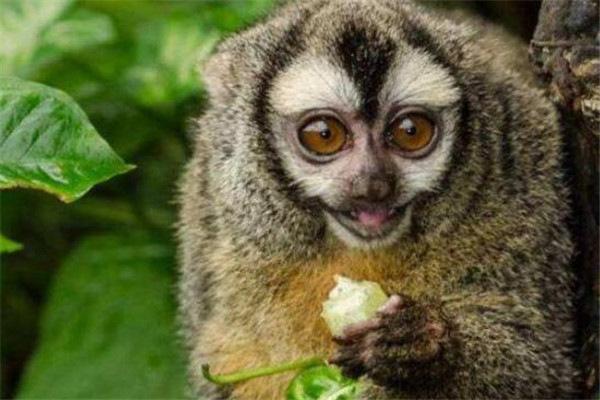 世界10大最懒的动物，国宝大熊猫成功上榜，你觉得它们懒吗？