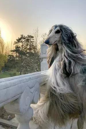這么拉風的阿富汗獵犬，就該被禁養