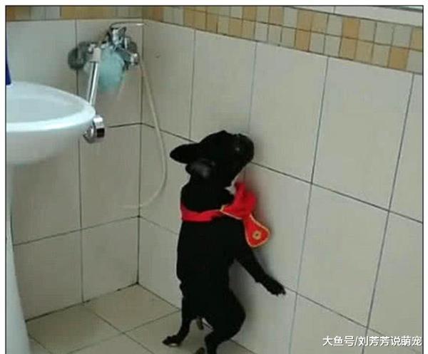 狗子犯错主动去面壁，主人原本还很开心，仔细一看后瞬间不淡定了