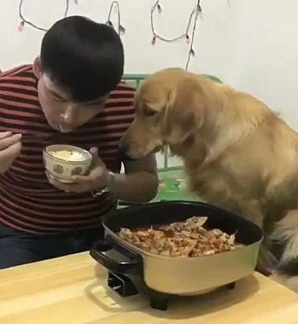 金毛看到主人在吃饭也想吃, 主人让它拿碗来, 结果它竟叼来这个!