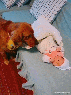 小主人每次睡觉时，金毛都会像保姆一样盖被子，全网最专业的的汪