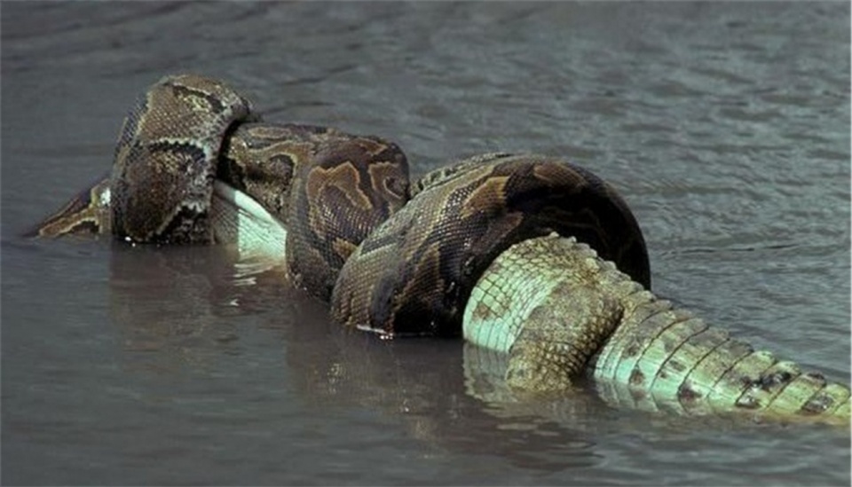 「蟒蛇」龟蛇相斗，蟒蛇生吞乌龟，结果却很悲剧，网友：渡劫失败