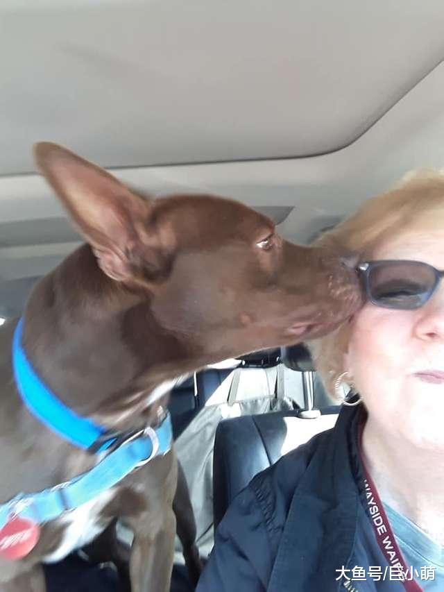 200多只猫狗全被领养，狗狗发现收容所只剩自己，眼神有点落寞