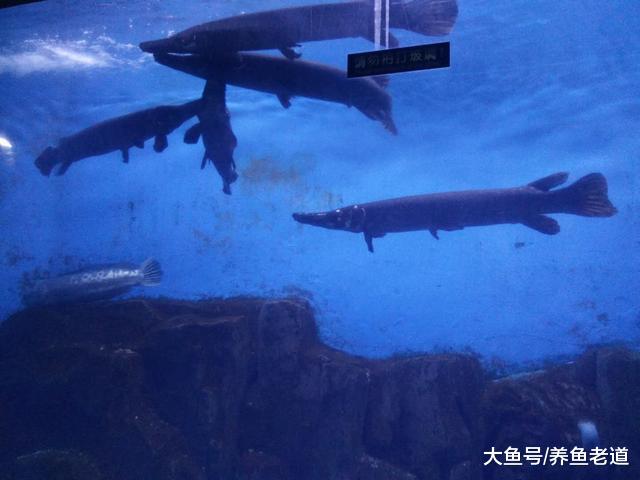 這些觀賞魚中的大家伙養大了咋辦，可以吃嗎？