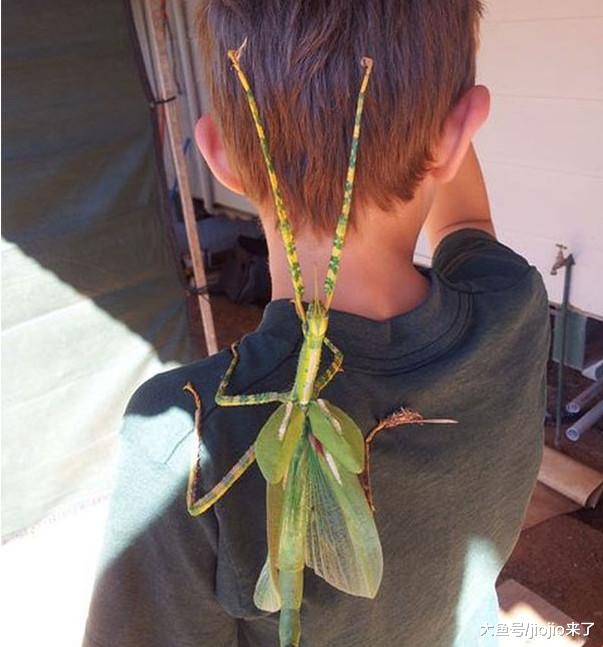 慎点！让人毛骨悚然的澳大利亚，这里可不止有袋鼠噢……