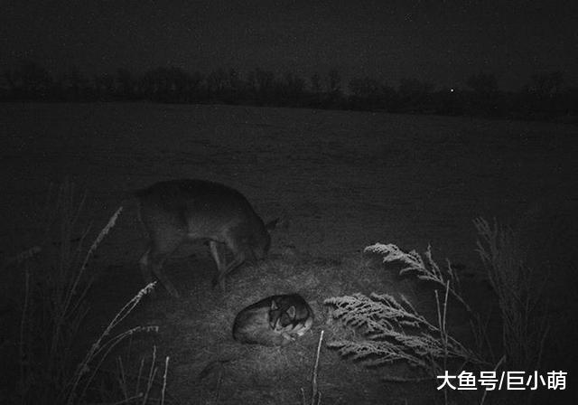 哈士奇圣诞节走失，原来和野鹿去约会了！吃了几天草后乖乖跑回家