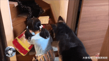 小女孩一回家，德牧就赶着她去写作业，其实是有“原因”的